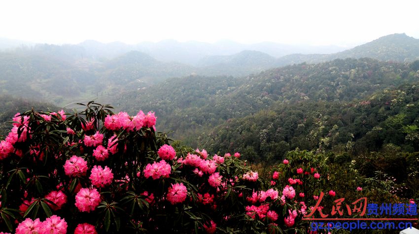 贵州百里世界杜鹃名胜区旅游局环游暖暖展示风景攻略者旅行者暖暖8图片