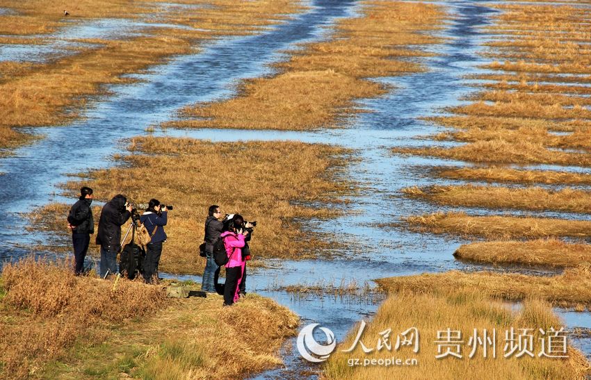 贵州威宁草海:冬季拍摄鸟类的好地方(高清组图