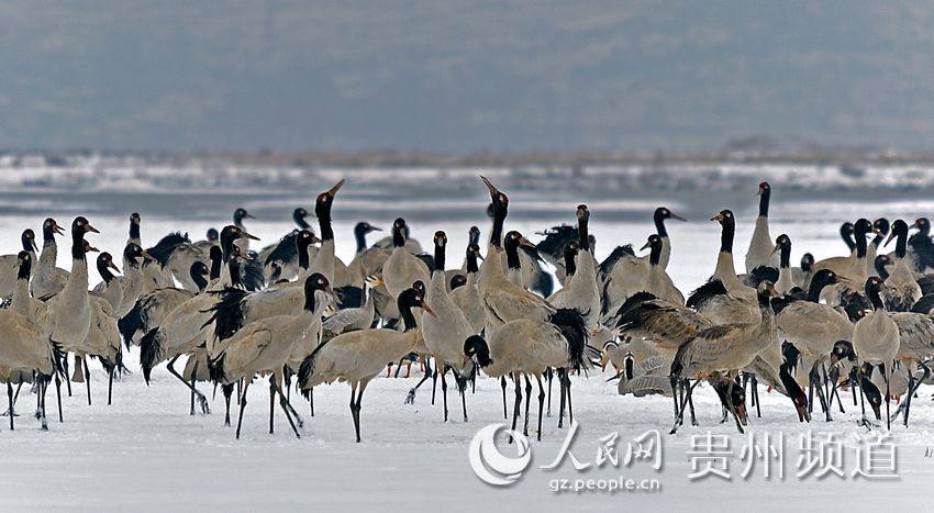 贵州威宁草海:冬季拍摄鸟类的好地方(高清组图