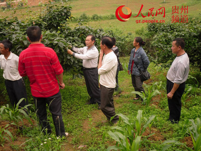 咬定青山不放松视频观后感