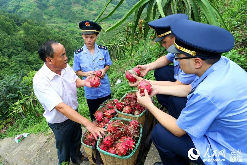 贵州罗甸:火龙果产值超10亿