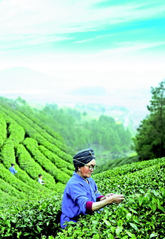 贵州向茶产业强省迈进