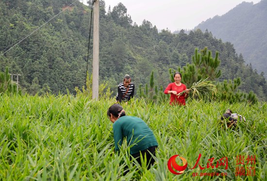 贵州剑河:生姜种植专业合作社推动生姜规模化