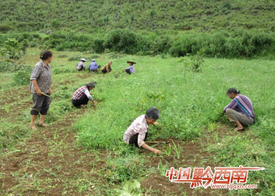 调整产业结构 发展黄心射干