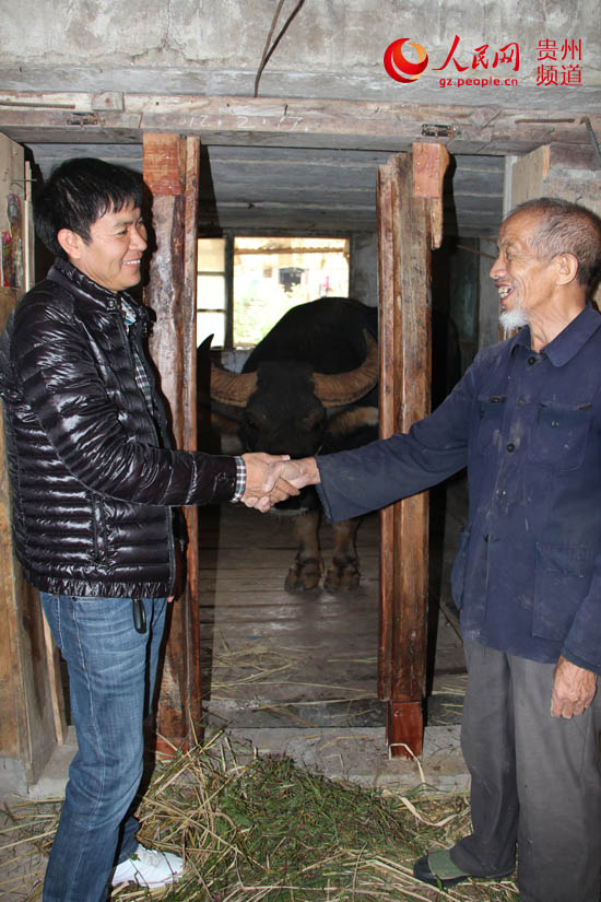 牛王"泸西巨无霸"到贵州"牛王之乡"雷山挑战(组图)【3