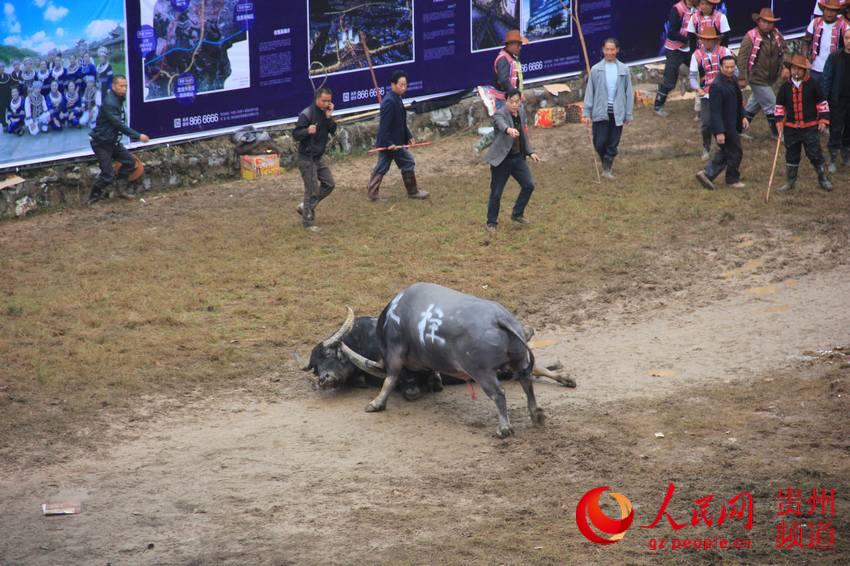 贵州雷山斗牛比赛 贵阳还举办中国牛王争霸赛 云南石林斗 2016年5月1