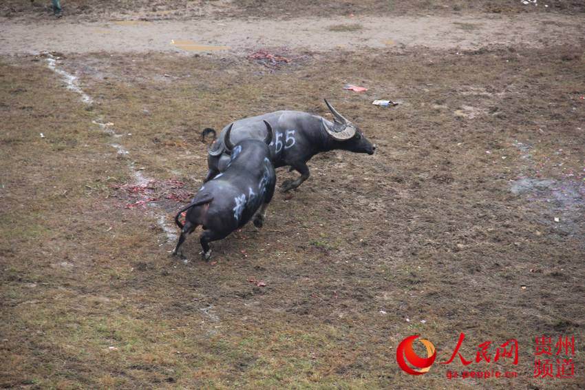 贵州天柱首届中国超级牛王争霸赛精彩不迭(高