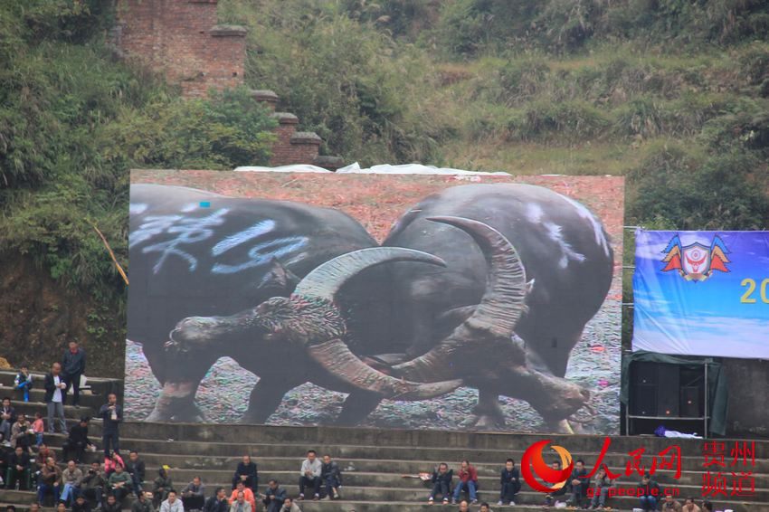 贵州天柱首届中国超级牛王争霸赛精彩不迭(高