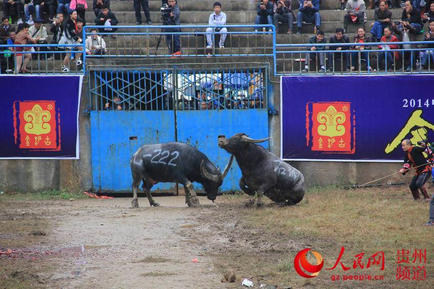 贵州天柱首届中国超级牛王争霸赛精彩不迭(高