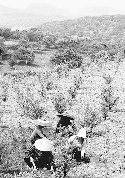 玉屏县有多少人口_黄山市屯溪玉屏府(柏山路口)-黄山至杭州市区开通新班车(2)