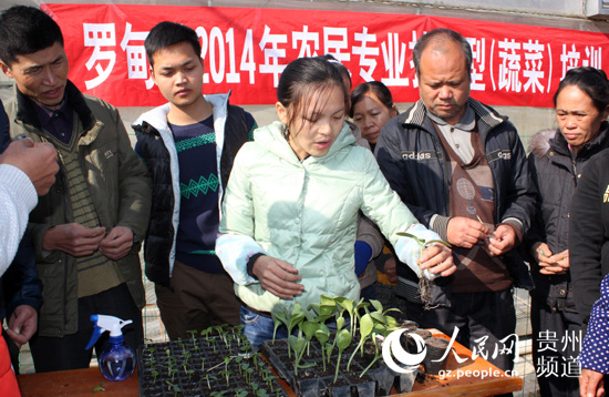 罗甸县2014年农民专业技能型(蔬菜)培训圆满完