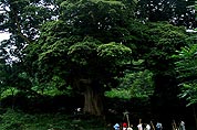 德江“千年神树”