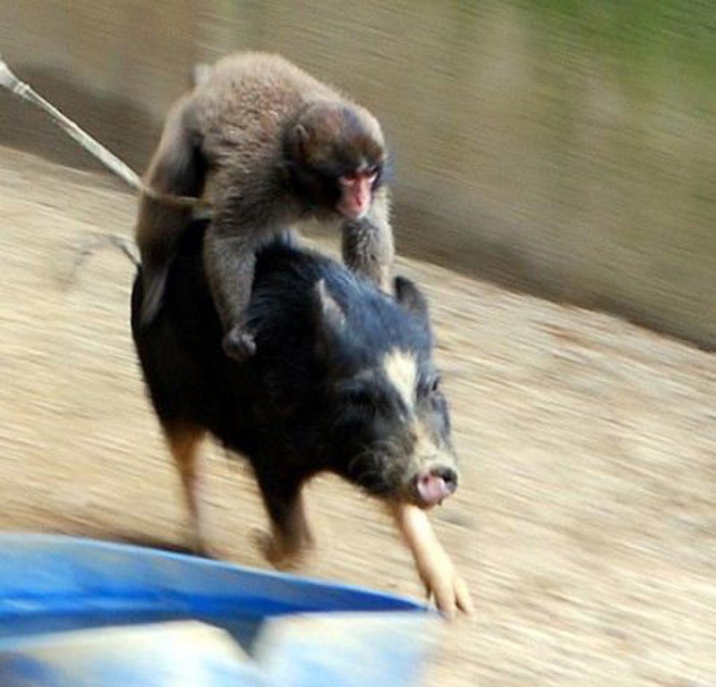 盘点动物界异类搭便车 猴子骑猪引人爆笑