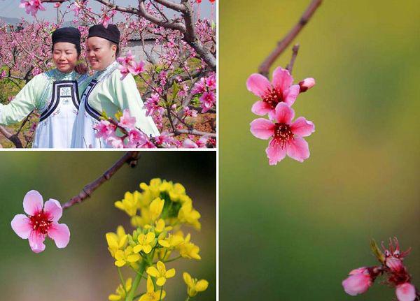 永乐万亩桃花(图)