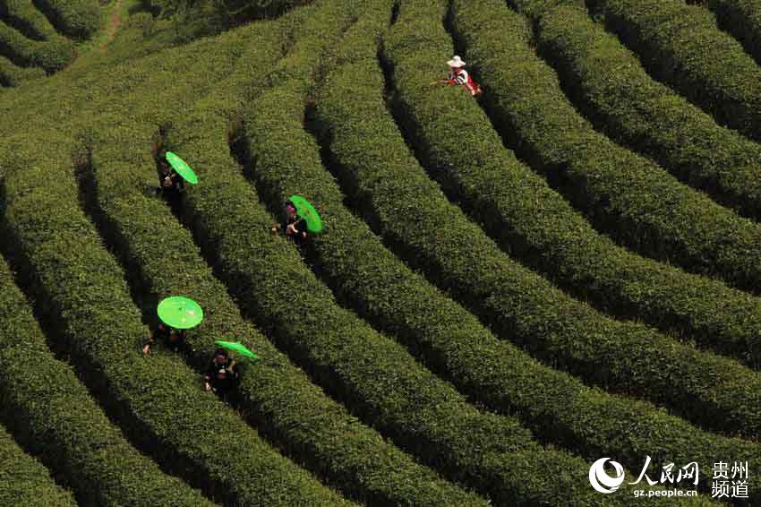 雷山县有多少人口_黔东南40道 硬菜 是哪些 点进来看看 附省台联播报道视频