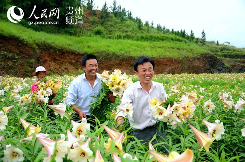 百合花开喜乐农