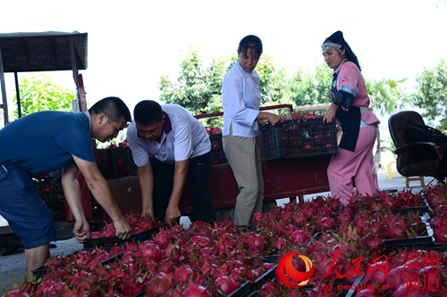 罗甸火龙果借电商平台畅销北上广