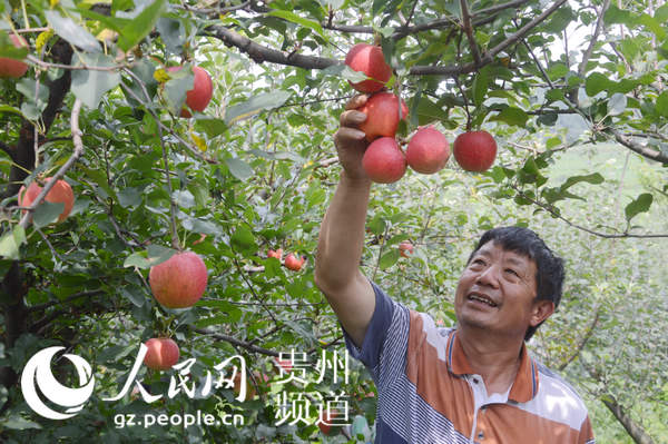 贵州白碗窑:大山里的苹果熟了