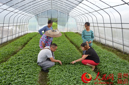 锦屏县着力抓洪涝灾后抢种改种蔬菜已见成效