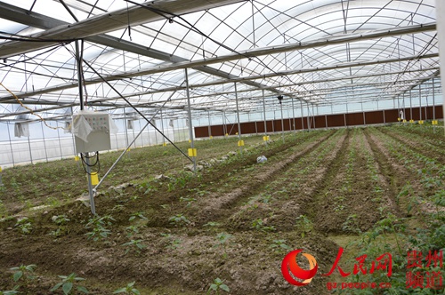 锦屏县强化技术指导确保蔬菜种植工程建设取得