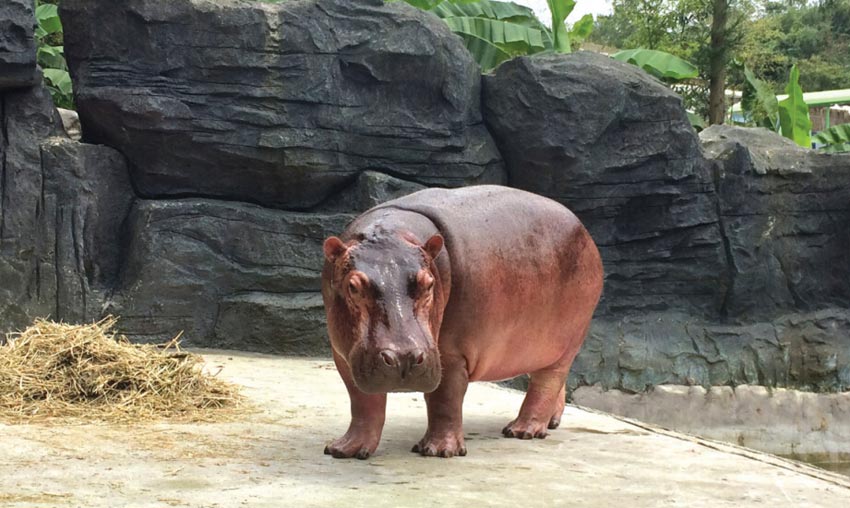 贵阳河马小莽子全国招亲 广州靓妹上门