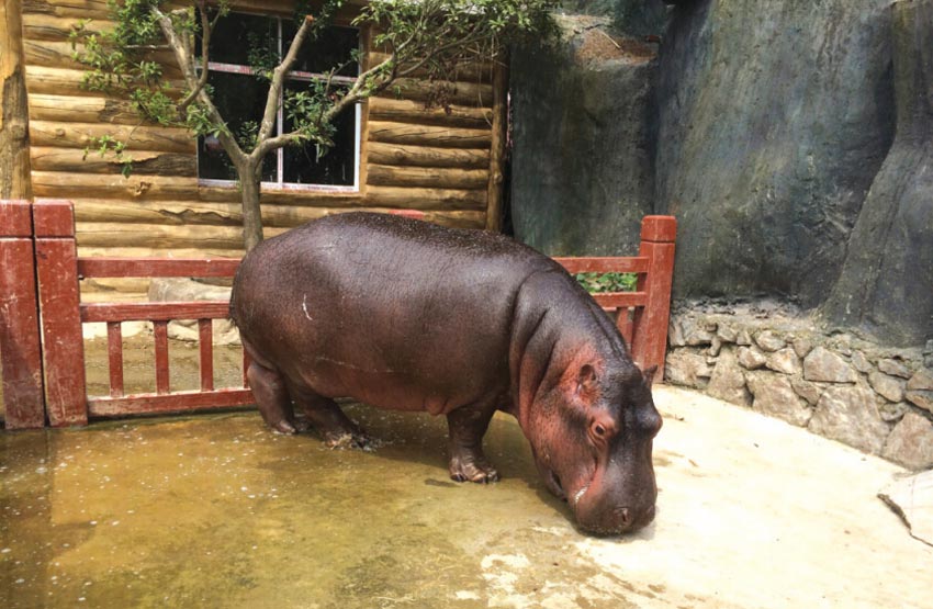 贵阳河马小莽子全国招亲 广州靓妹上门