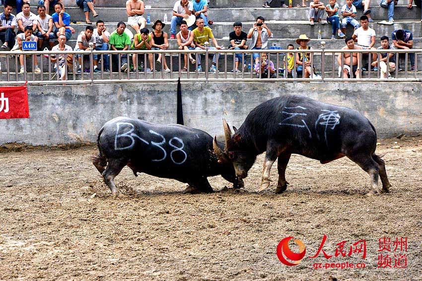 9月5日,贵州省榕江县七十二侗寨首届侗家牛王赛上,两头牛在打斗.
