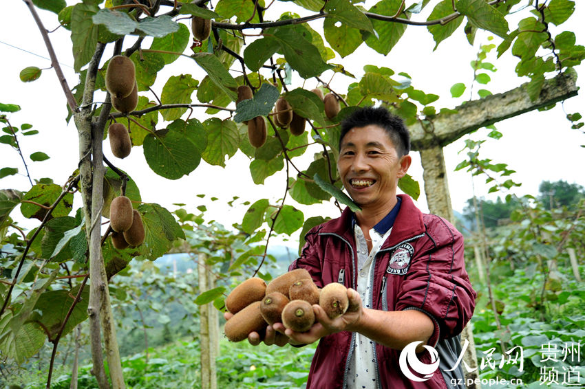 贵州:修文猕猴桃熟了 产业致富路宽了