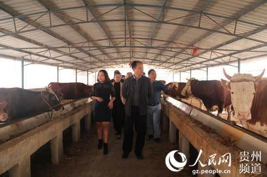贵州省农委副主任黄晓为黔西各大畜牧养殖场
