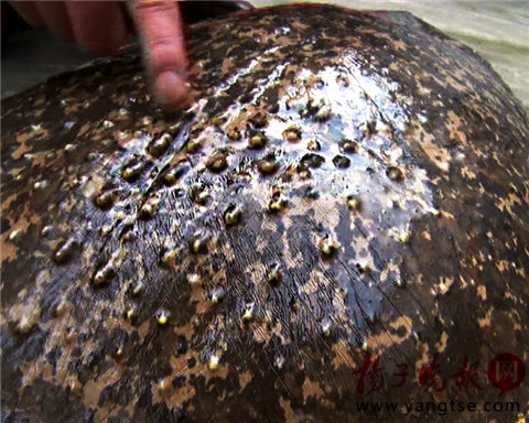 渔民捕到10公斤重百岁老甲鱼 满身镶嵌珍珠