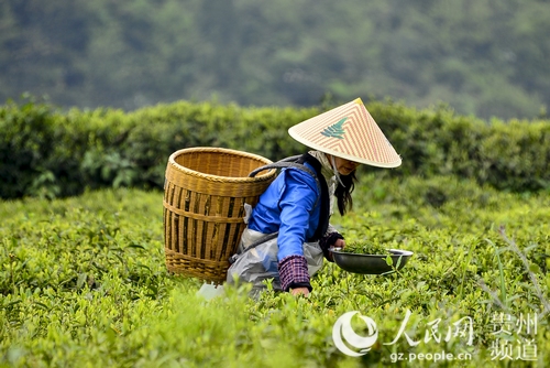 岑巩天星人口_贵州岑巩羊桥乡老图片(3)