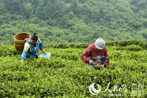 岑巩天星人口_贵州岑巩羊桥乡老图片