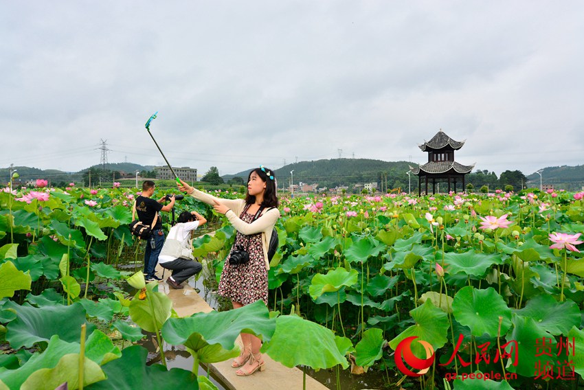 贵州马家寨:荷塘经济助民走上致富路