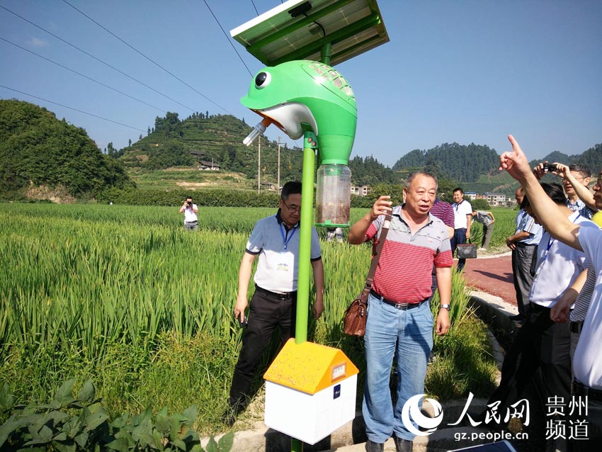 把贵州杂交水稻制种产业炼制成农民致富金种