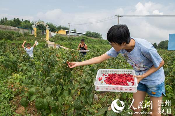 贵阳市乌当区千亩红树莓带动群众致富(组图)