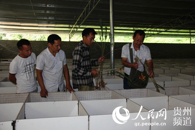 8月31日,彭业宣(左2)在加宜村竹鼠养殖基地与