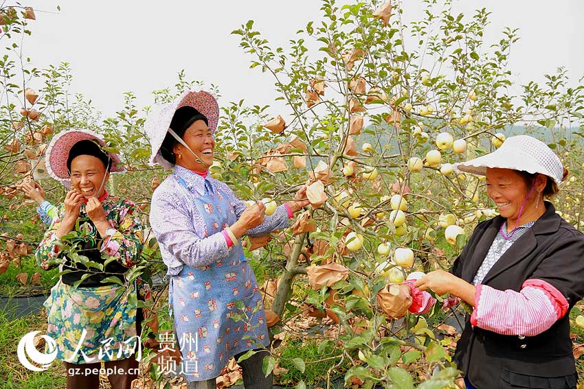 贵州长顺:高钙苹果助推山区群众脱贫(组图)