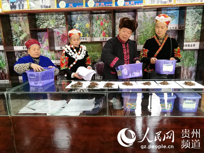 凯里苗药世家张树发<br />张春雷<br />摄