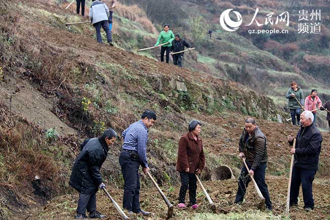 桐梓县坡渡镇挂面风行成渝销往四方(组图)