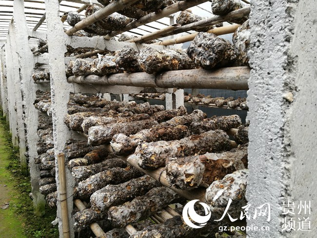 印江县板溪镇香菇种植