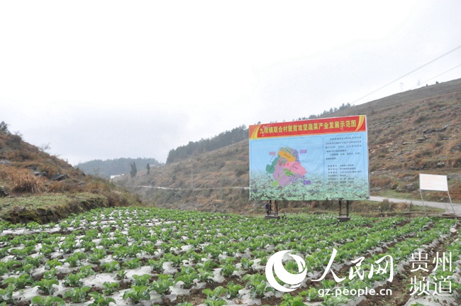 联合村蔬菜种植基地