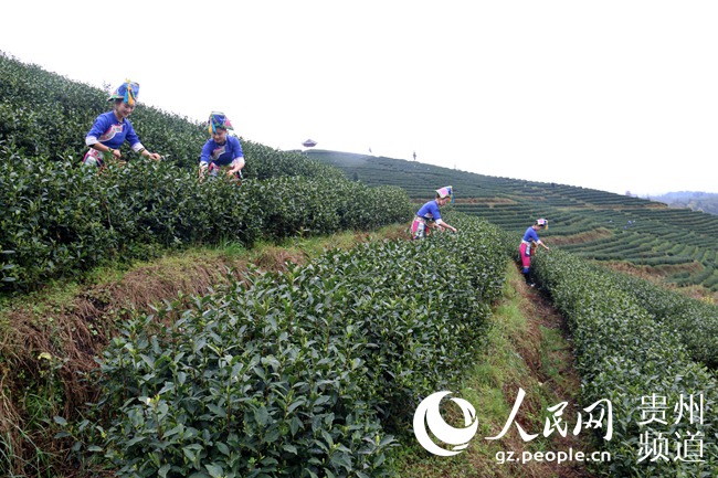 “两茶”不仅成为黎平县的特色产品，也成为脱贫攻坚的主导产业。杨代富 摄