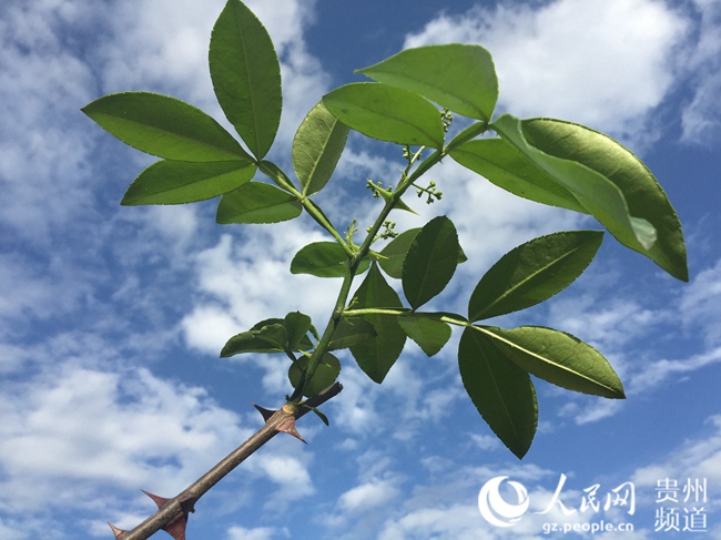 桐梓容光：飘香花椒开辟生态致富新路径