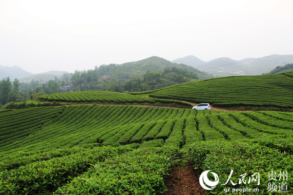 生态沿河：多元化发展风生水起