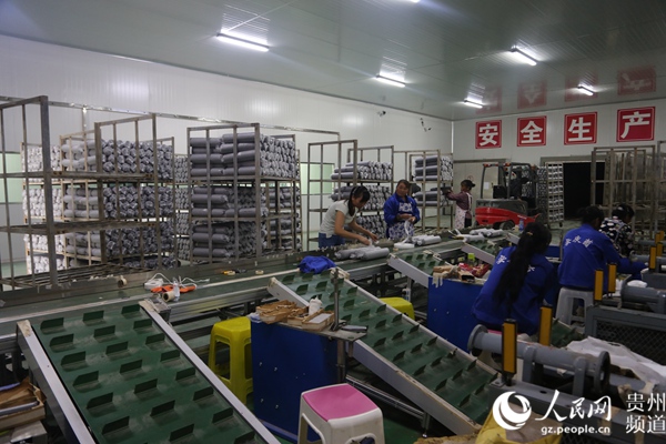 安龙农商银行:食用菌三变贷助农脱贫