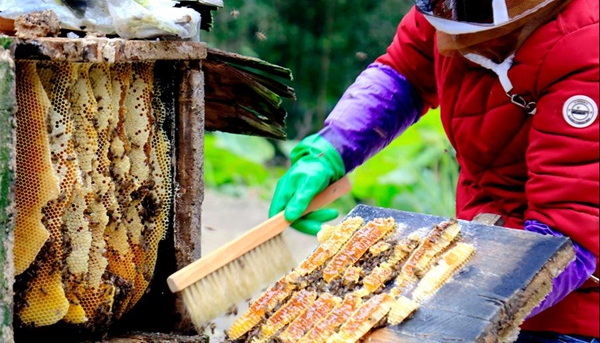 施秉县马溪乡甜蜜的事业助推脱贫致富
