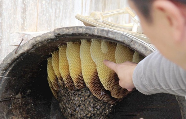 王家坪村一农户家老树桶养的蜜蜂.