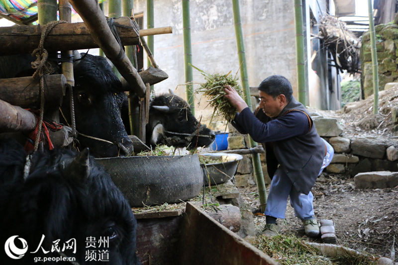 印江县人口_贵州省铜仁市印江县\