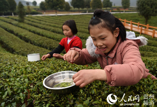 è´µå·æ¾æ¡ï¼æ¥è¶åæ°è½ è¶åç¬é¢å¼ã2ã