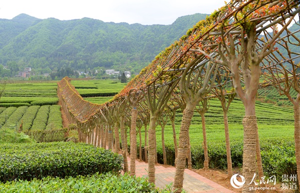 å¤åè¶ä¼è¶åå®£èªï¼æå«è¶å¶è´¨éå®å¨